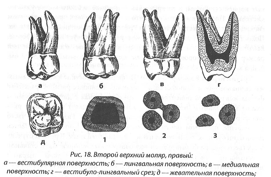 Первый моляр верхней челюсти. Второй моляр верхней челюсти. Второй моляр верхней челюсти анатомия. Коронка 2 моляра верхней челюсти.