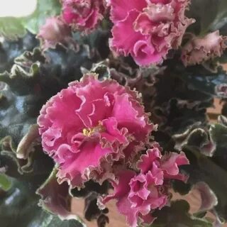 Лф коралловая мечта