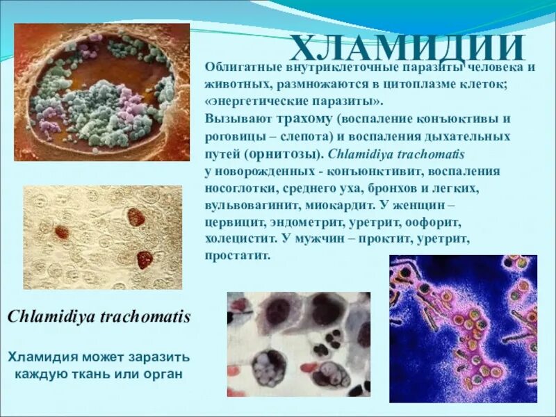 Хламидия в организме. Хламидия микробиология морфология. Хламидии внутриклеточные паразиты. Облигатный внутриклеточный паразит. Внутриклеточными паразитами являются.