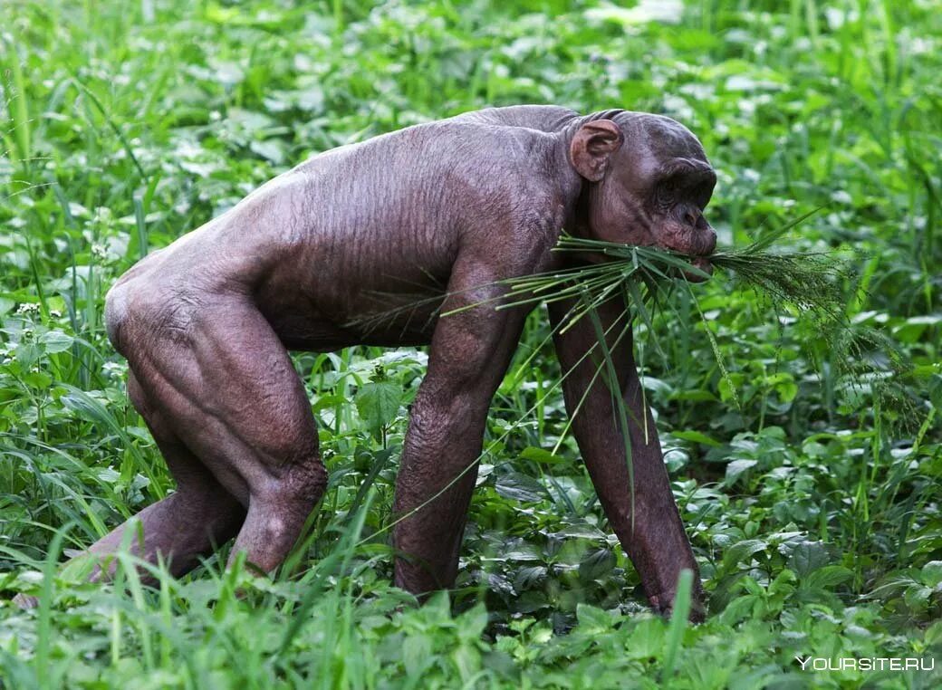 Шимпанзе Синдер. Лысая горилла. Бритый шимпанзе.