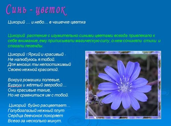Цикорий со скольки лет детям. Рассказ про цикорий. интересные факты о растении цикорий. цикорий цветок сообщение. краткое сообщение о цикории.