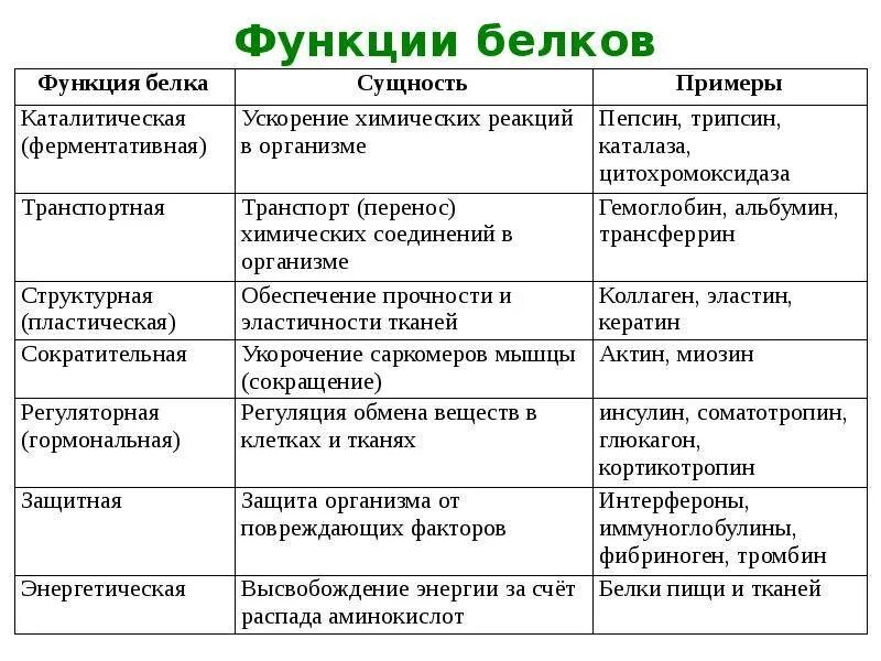 Функции белков таблица 10 класс. Функции белков и их сущность. функции белков их сущность и примеры. характеристика функции белков. функции белков таблица биология.