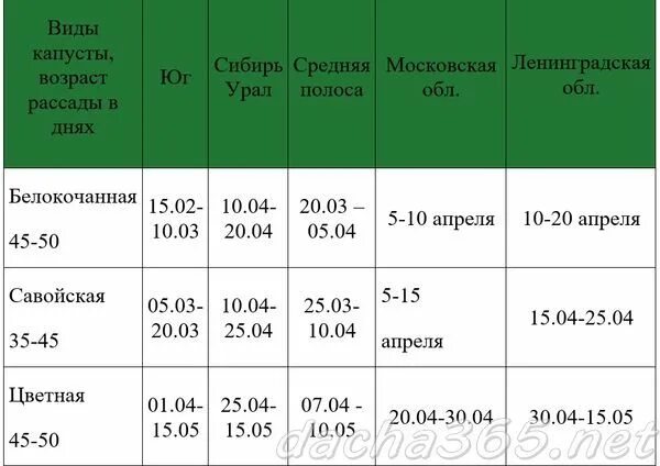 На какую глубину сеять капусту на рассаду. Сроки посадки ранней капусты на рассаду. Когда сажать капусту на рассаду. Посев ранней капусты на рассаду сроки. Посев поздней капусты на рассаду сроки.