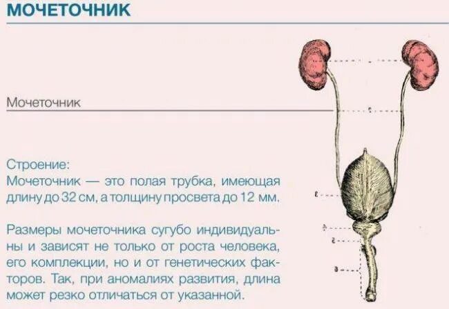 Характеристика мочеточника. Строение мочеточника анатомия человека. Мочеточники строение и функции. Анатомические отделы мочеточника. Мочеточники и мочевой пузырь анатомия.