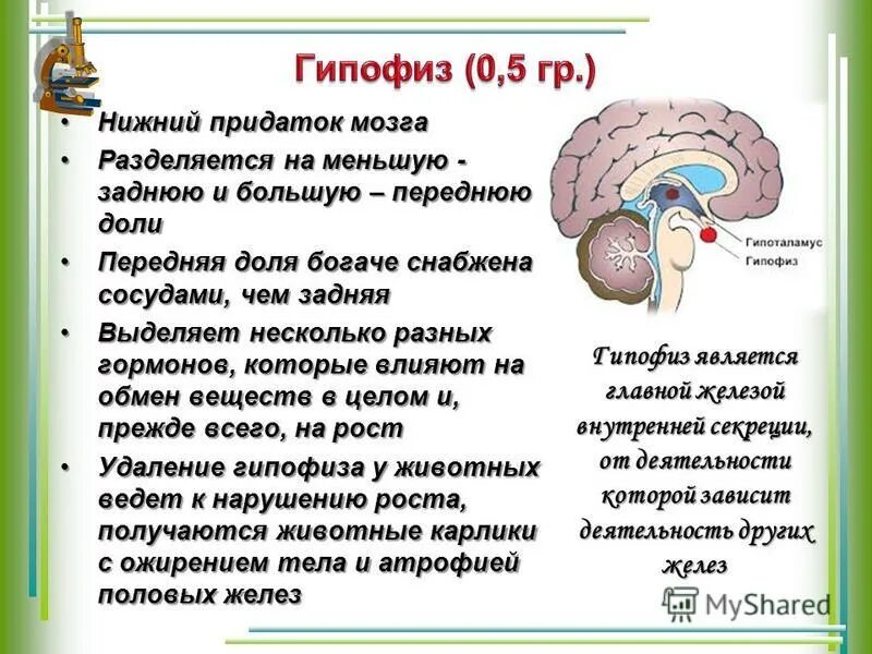 Гипофиз как улучшить его. Гипофиз. Гипофиз головного мозга. Где находится гипофиз.