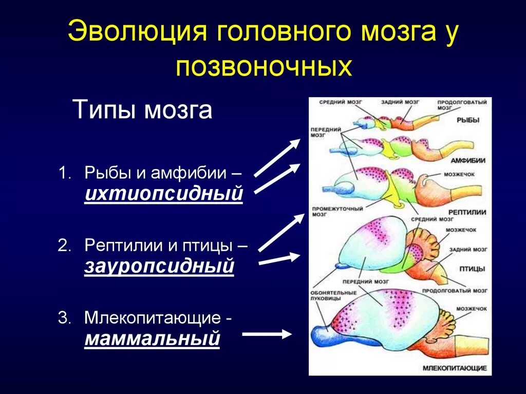 Типы головного мозга позвоночных. Эволюция отделов головного мозга позвоночных. Этапы эволюции головного мозга позвоночных. Тип головного мозга рыб.