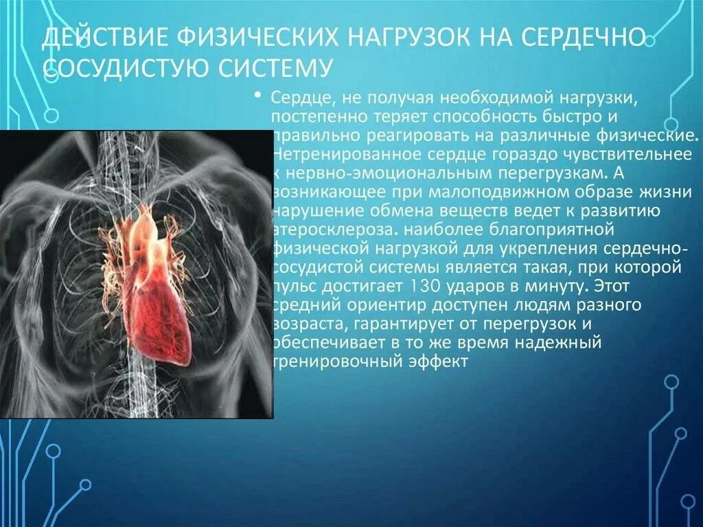 Тренировка сердца. Влияние физ нагрузок на сердечно сосудистую систему. Сердечносоудистая система. Сердечкососудестая система. Спортивное сердце.