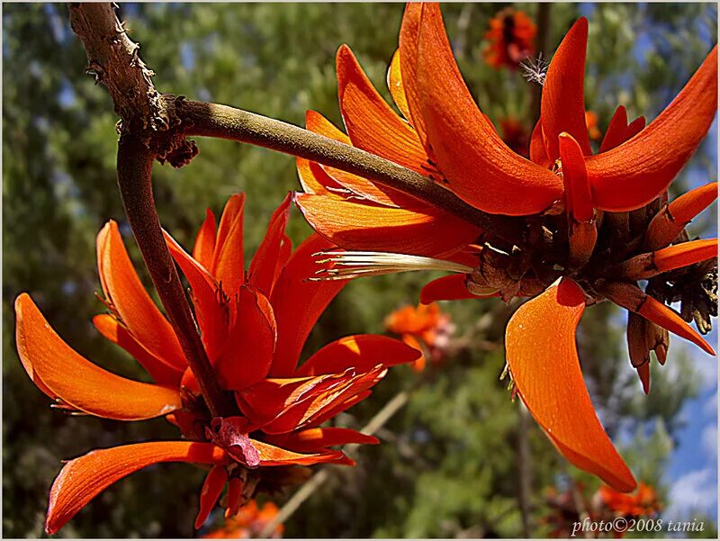 Крылатый цветок. Эритрина коралловое дерево. Erythrina variegata. Коралловое дерево (Erythrina variegata. Эритрина Пурпл.