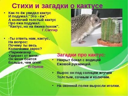 Загадка про кактус