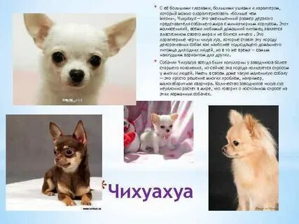 Как правильно пишется чихуахуа