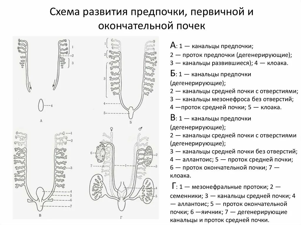 Предпочка первичная почка гистология. Строение нефрона гистология. Источник развития канальцев первичной почки. Проток первичной почки.