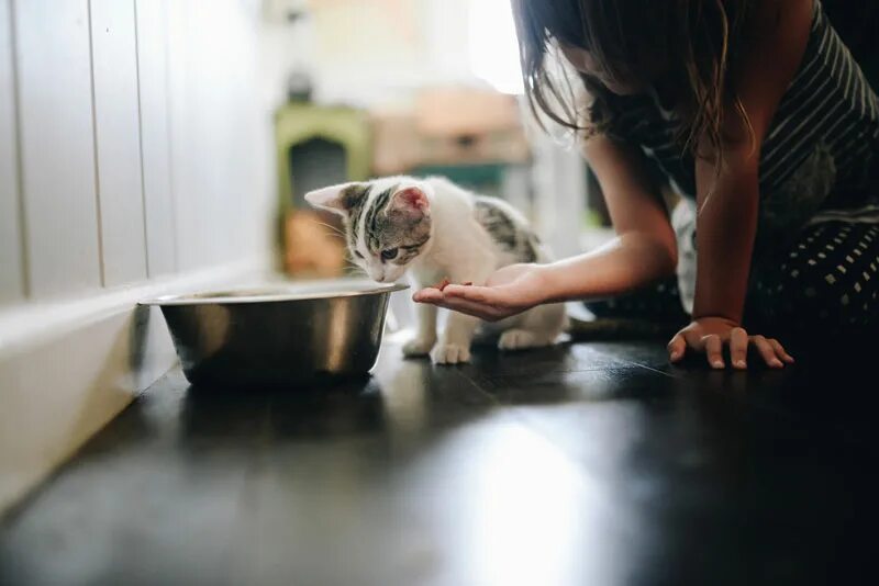 Кормящая кошка. She her cats to feed. Кошачья еда. She her cats to feed. She her cats to feed.