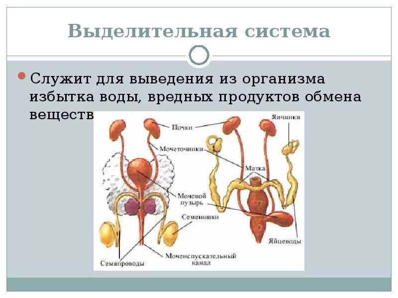 Строение выделительной системы позвоночных животных. Схема выделительной системы животных. Функции выделительной системы животных. Строение выделительной системы млекопитающих.