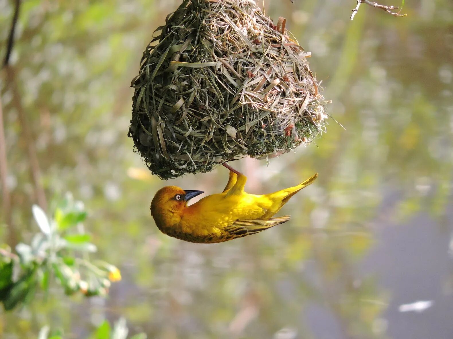 Строительство гнезд птицами