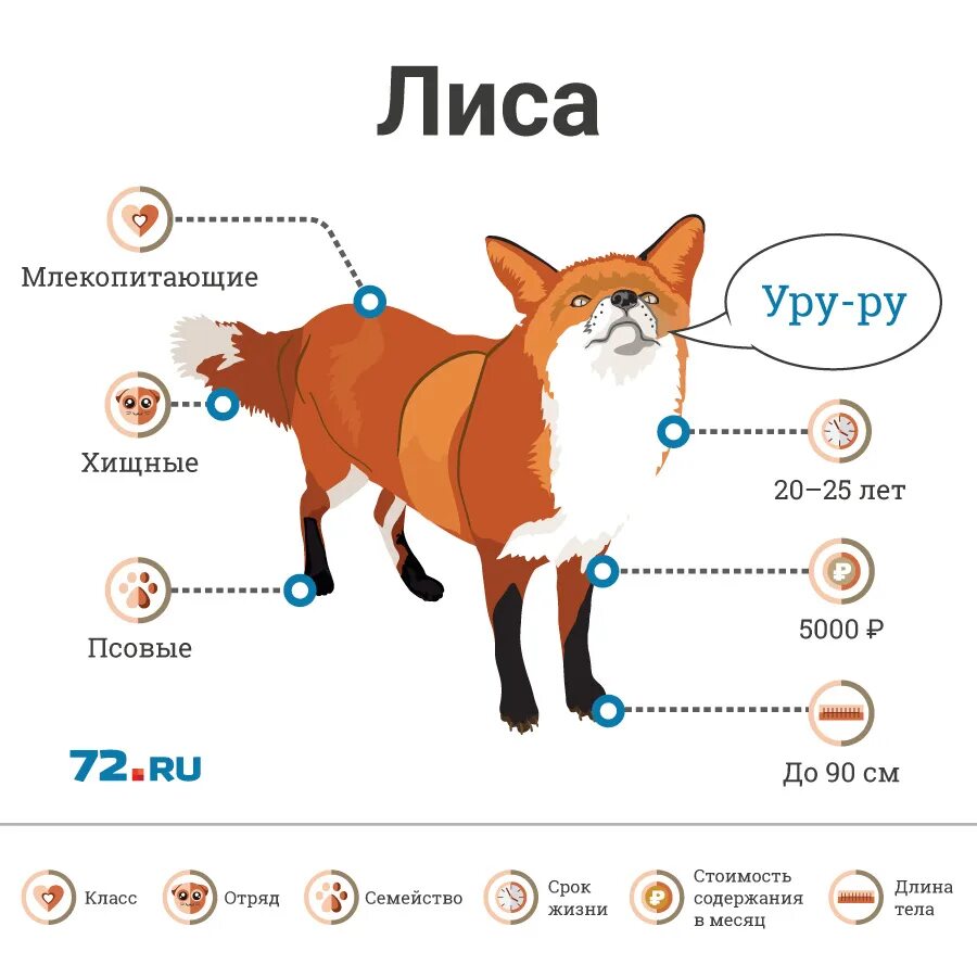 К какому сообществу относится лиса. Язык лисы. лиса инфографика. схема лисы. размер лисы.