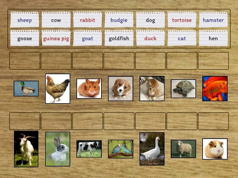 Spotlight 5 module 5 animals. Spotlight 5 Test 5 Wild animals, Pets and Farm animals ответы. Spotlight 5 Pets Farm animals. My Pet Module 5c слушать. Dog Tortoise Duck Goose Rabbit Goldfish Cow Hen Budgie Sheep Goat Cat Guinea Pig.