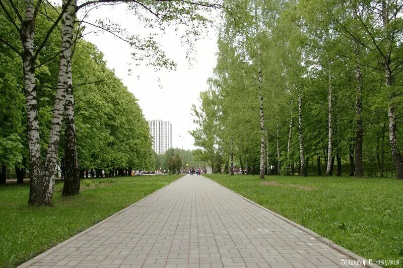 Измайловский парк московский просп 2 фото. Аллея Измайловский парк Москва. Аллеи в парке Измайлово. Измайловский проспект пешеходная зона. Зеленая зона Измайлово.