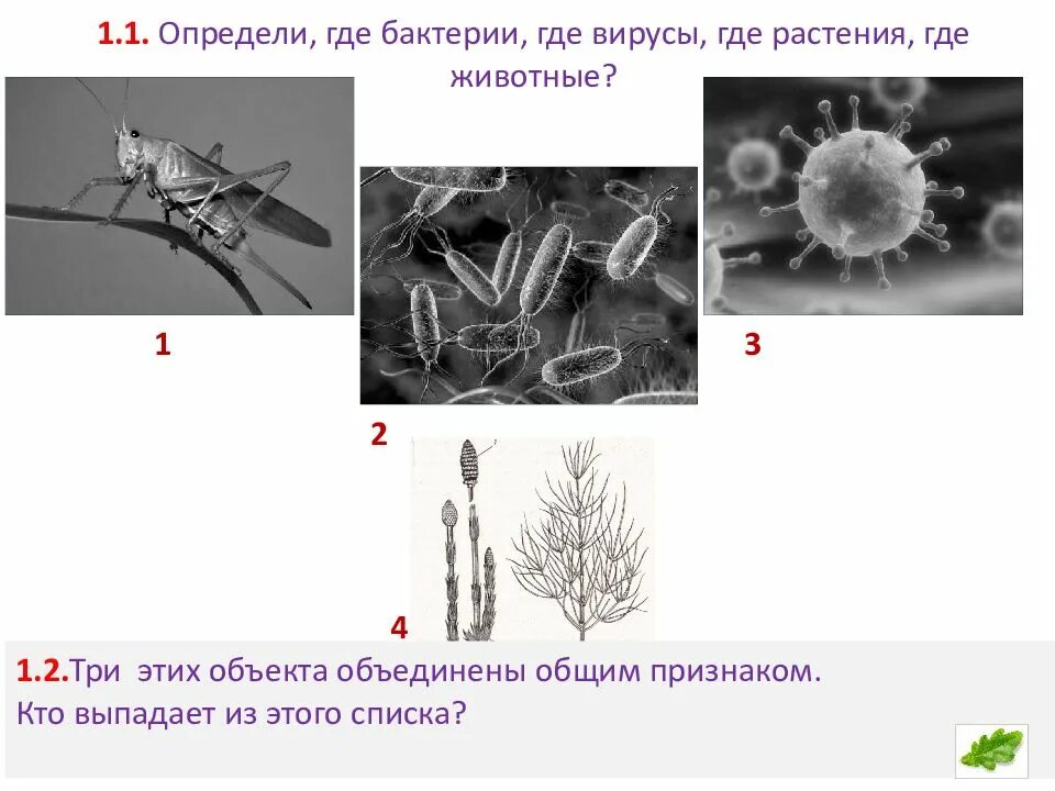 Вирусы животных растений и бактерий. Изображением представителей различных объектов природы. объект выпадающий из общего ряда вирусы растения животные. объекта объединены общим признаком. растения, бактерии вирусы впр.