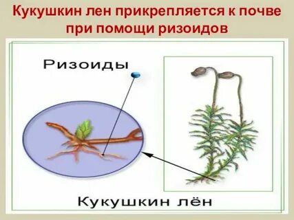 Что такое ризоиды у мхов