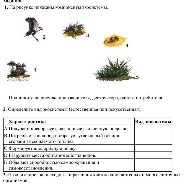 Контрольная работа по естествознанию 5 класс. Контрольная работа по естествознанию 5 класс
