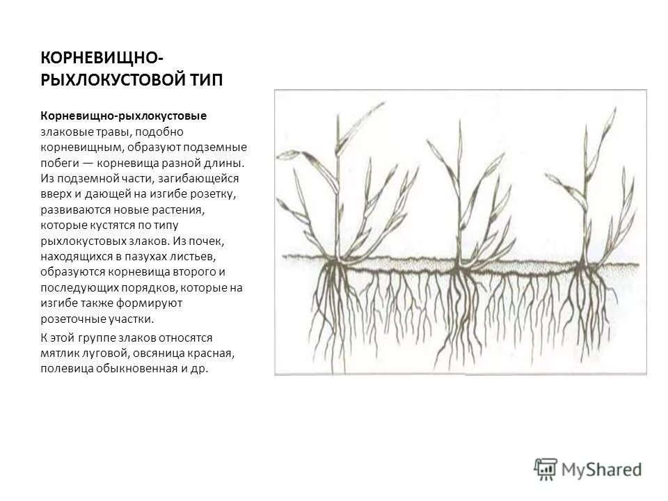 Корневая система лилии