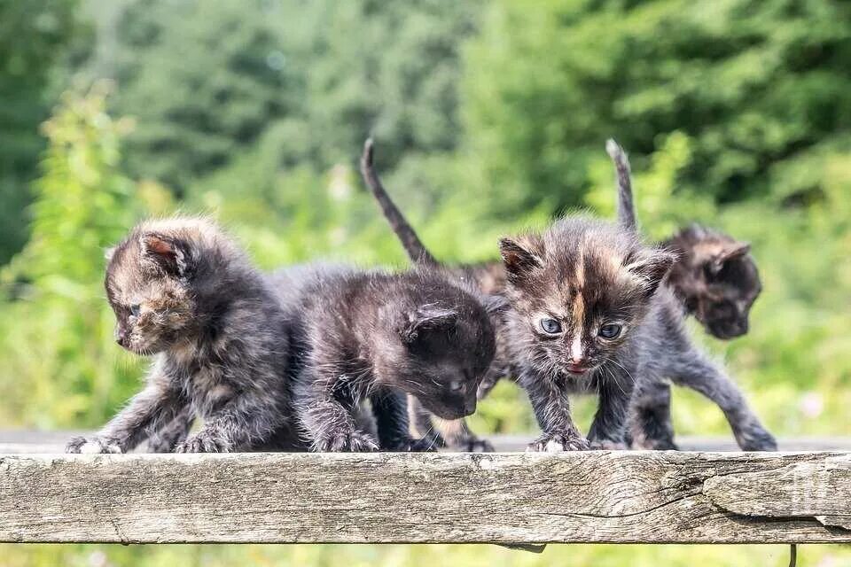 К чему снятся большие коты женщине. Котята фото. прикольные котята. кошки маленькие большие. котята близнецы.
