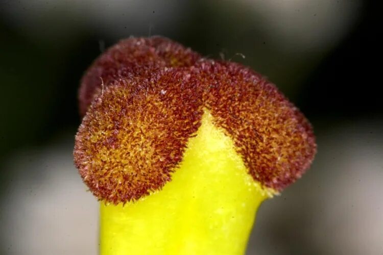 Пыльца на рыльце пестика. Пыльца цветкового растения. Пыльца на рыльце. Пыльцевые зерна на рыльце пестика. Пыльца на рыльце.