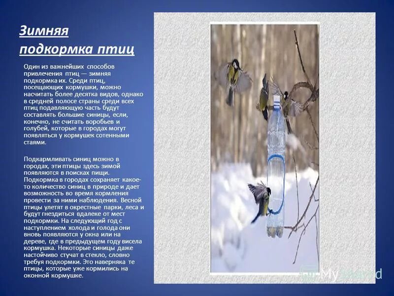 Почему надо кормить птиц зимой. Птицы нашего края. Акция день кормления птиц. Подкормка зимующих птиц. Подкормка птиц зимой.