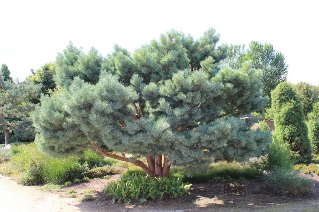 Pinus Sylvestris (сосна обыкновенная) "Watereri". Сосна Sylvestris Watereri. Сосна обыкновенная Пинус Сильвестрис Ватерери. Сосна Горная Watereri. Сосна ватерери купить