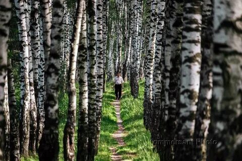 Гуляешь по роще