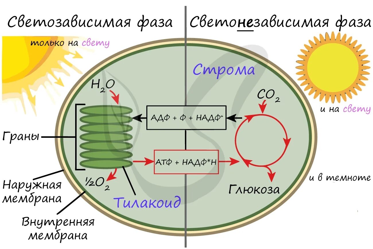 Схема фотосинтеза в хлоропласте. Фотосинтез световая фаза и темновая фаза схема. Темновая фаза фотосинтеза процессы. Световая фаза фотосинтеза ЕГЭ.