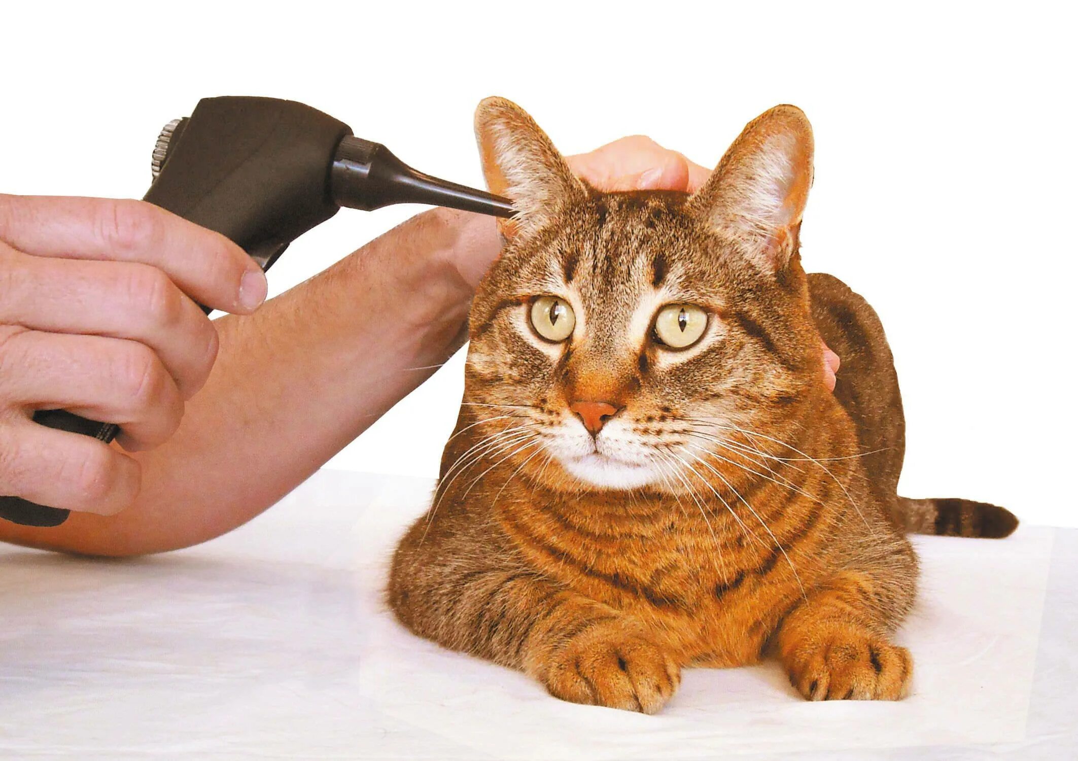 Как почистить коту уши в домашних условиях