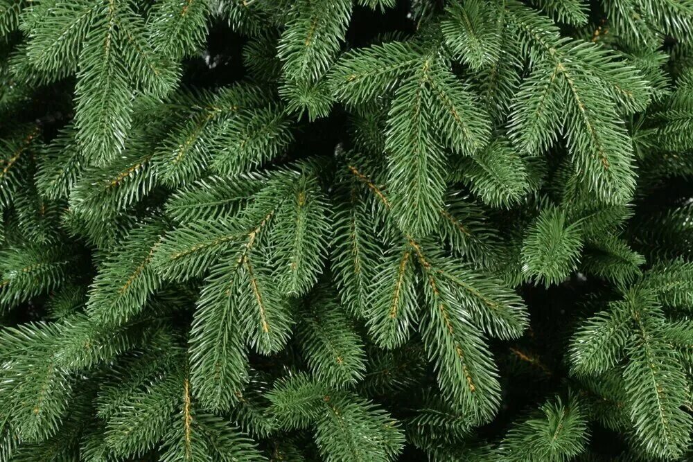 Царь елка афродита 150. Царь елка лея 220. Царь елка афродита 240. Царь елка афродита. Царь елка афродита.