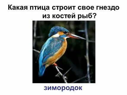 Гороскоп какая птица