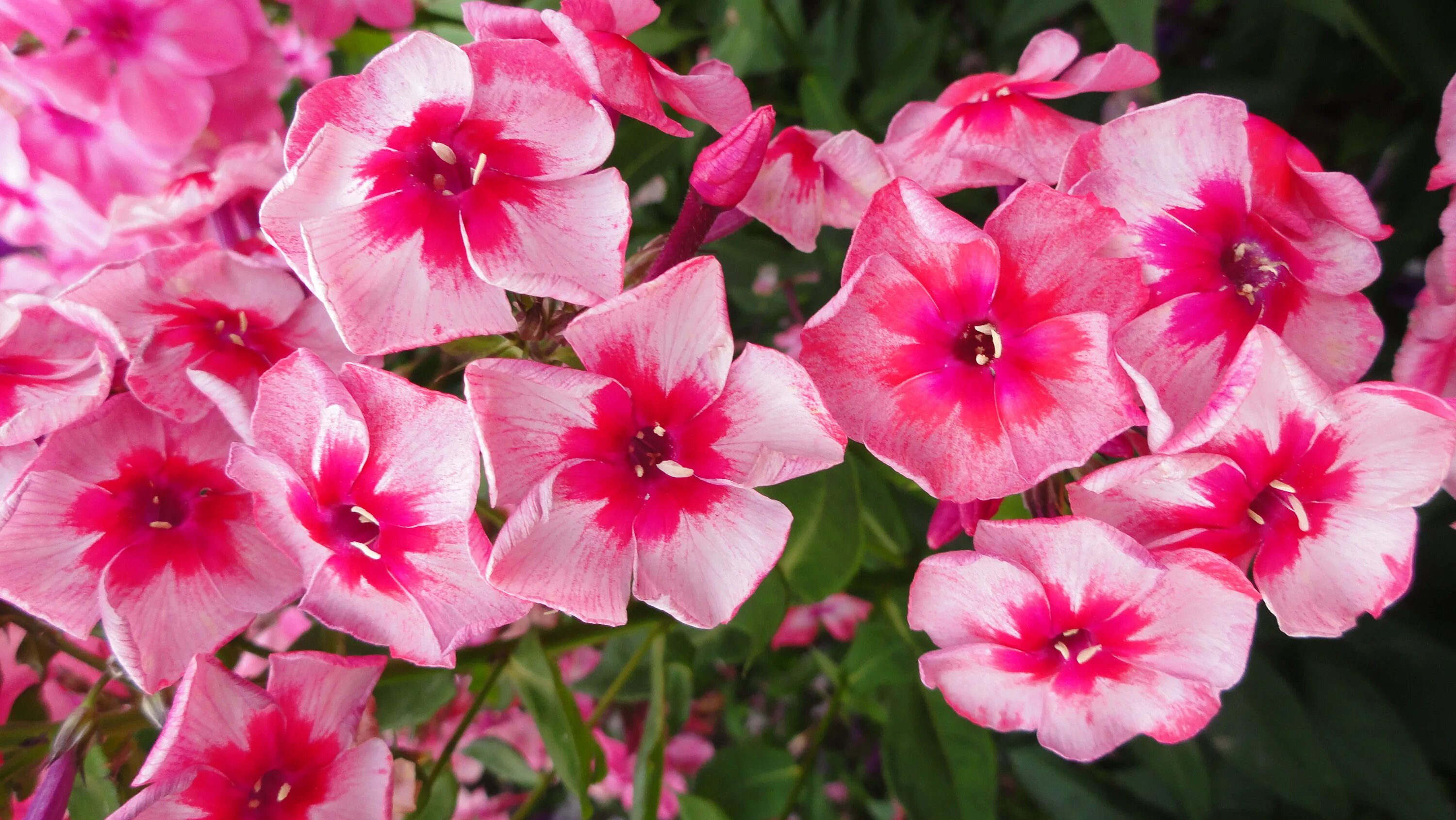 флокс старс энд страйпс. флокс метельчатый stars & stripes. флокс метельчатый старс энд страйпс. флокс метельчатый старс страйпс. флокс метельчатый старс энд страйпс.