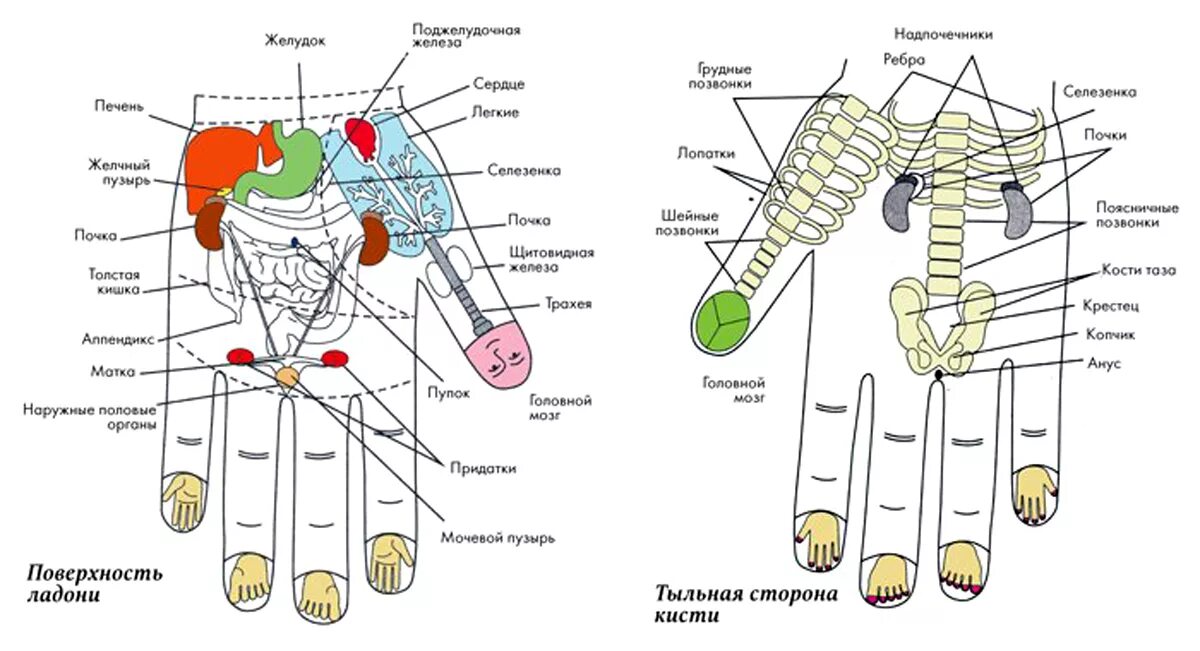 Точечный массаж Су Джок. Су Джок тыльная сторона ладони. Су Джок и точки на тыльной стороне ладоней. Су Джок точка печени. Точки на запястье руки