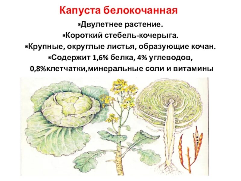 Капуста травянистое растение. Капуста белокочанная двулетнее растение. Капуста однолетнее или двулетнее растение. Капуста двулетняя белокочанная. Капуста двулетнее растение или нет.