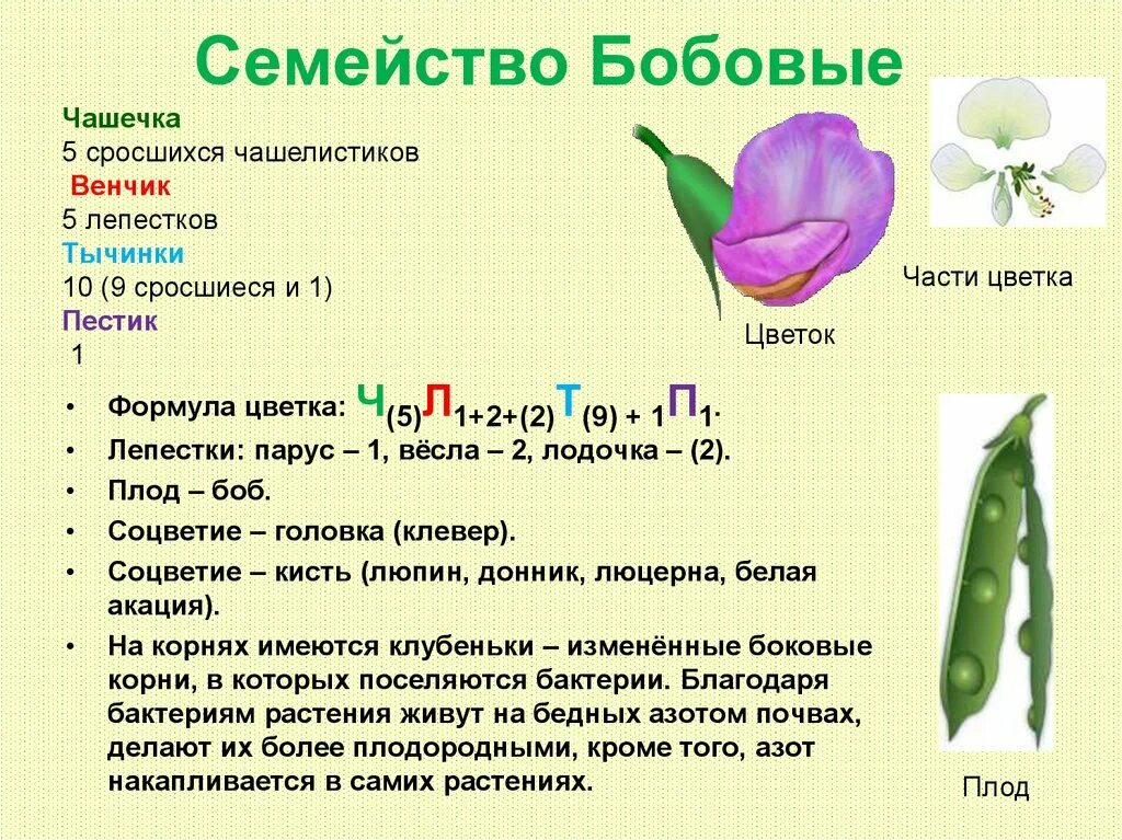 Дайте определение цветка. Формула цветка семейства бобовые. Семейство двудольные семейство бобовые. Семейства бобовые цветок характеристика. Семейство бобовые формула цветка ч 5 л 1 + 2 +.