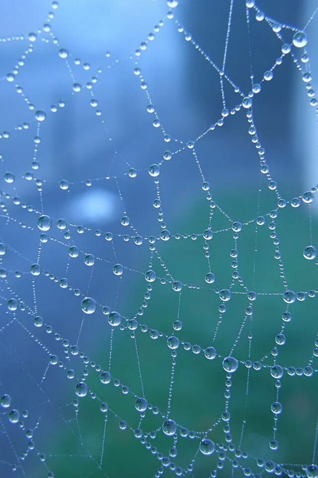 Web catch