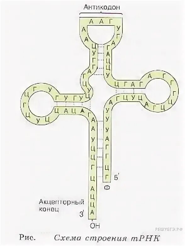Структура напоминающая лист клевера имеет молекула. Строение молекулы трнк. Схема молекулы трнк. Вторичная структура трнк клеверный лист. Структура напоминающая лист клевера имеет молекула.