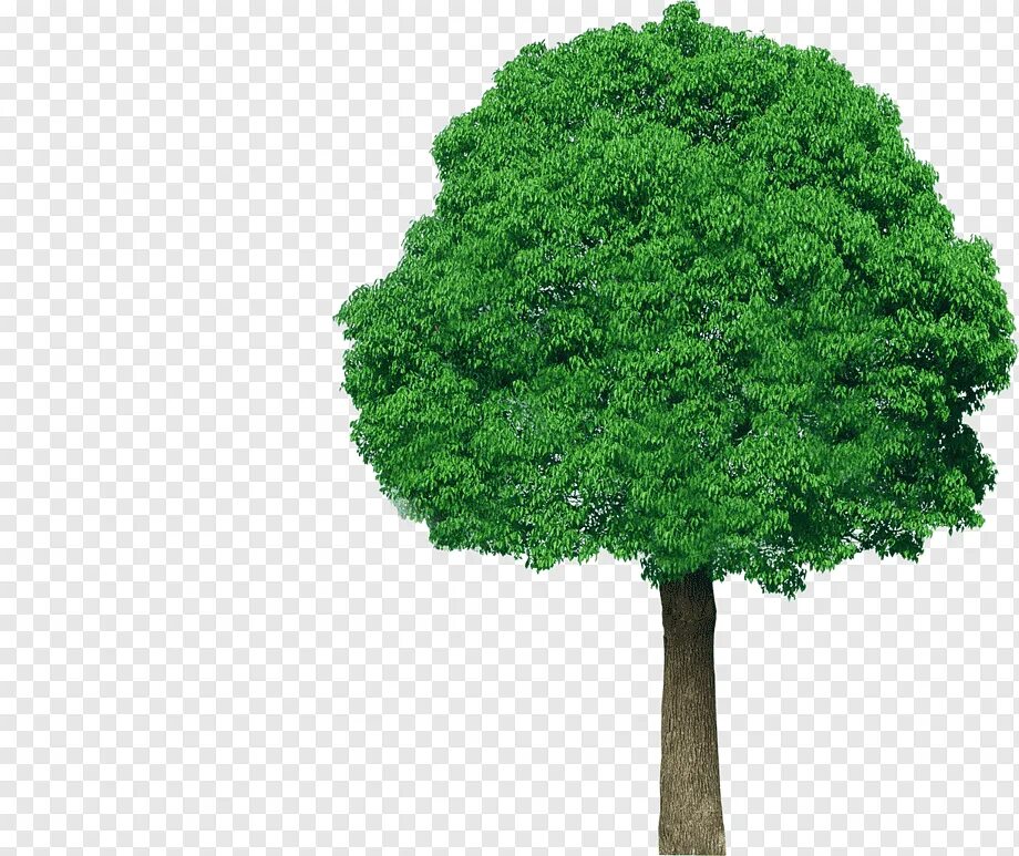 Tree 00