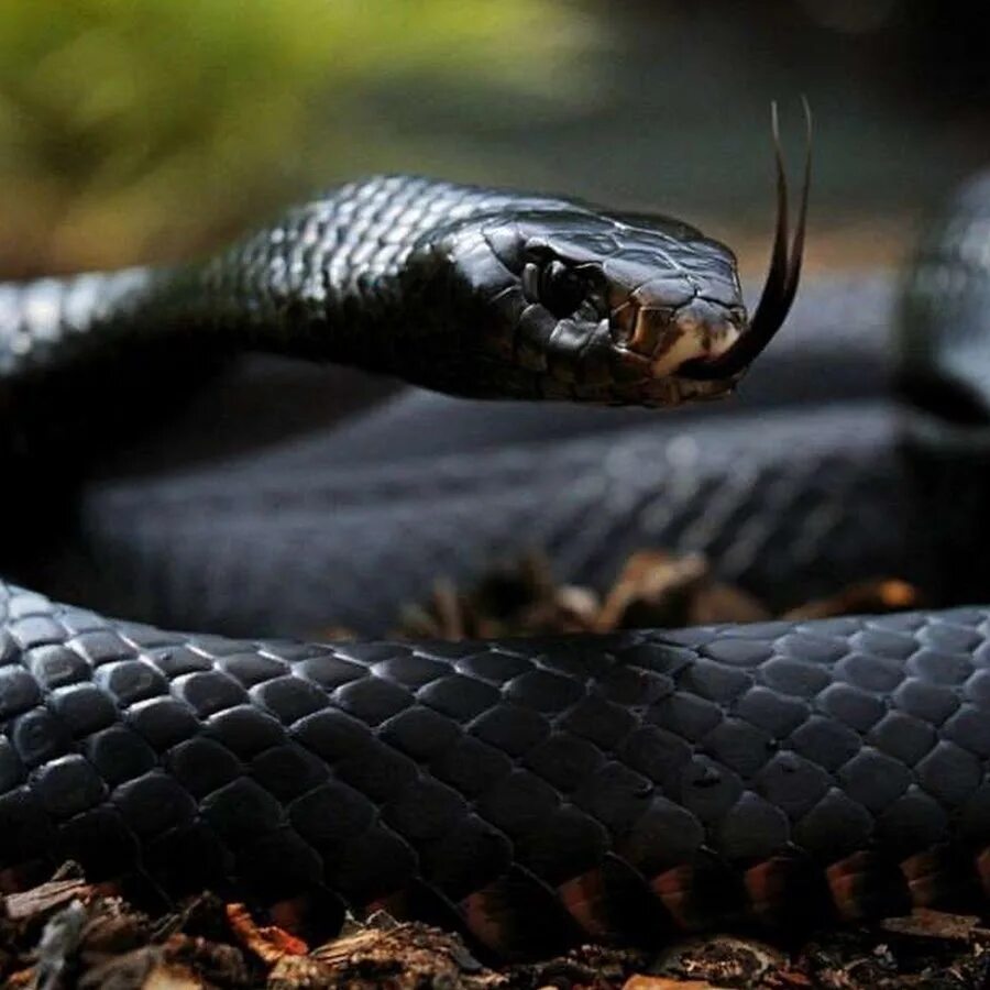 Greg bakirtzis mamba. Чёрная мамба змея. Черный Аспид змея. Самая ядовитая змея черная мамба. Черная ехидна змея.