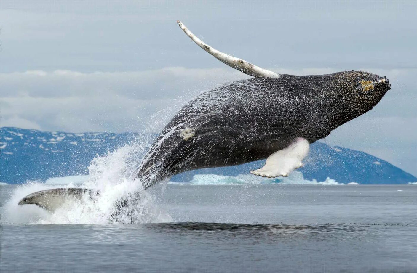 Гренландский кит. Гренландский кит долгожитель. Гренландский Полярный кит. Антарктида Гренландский кит.