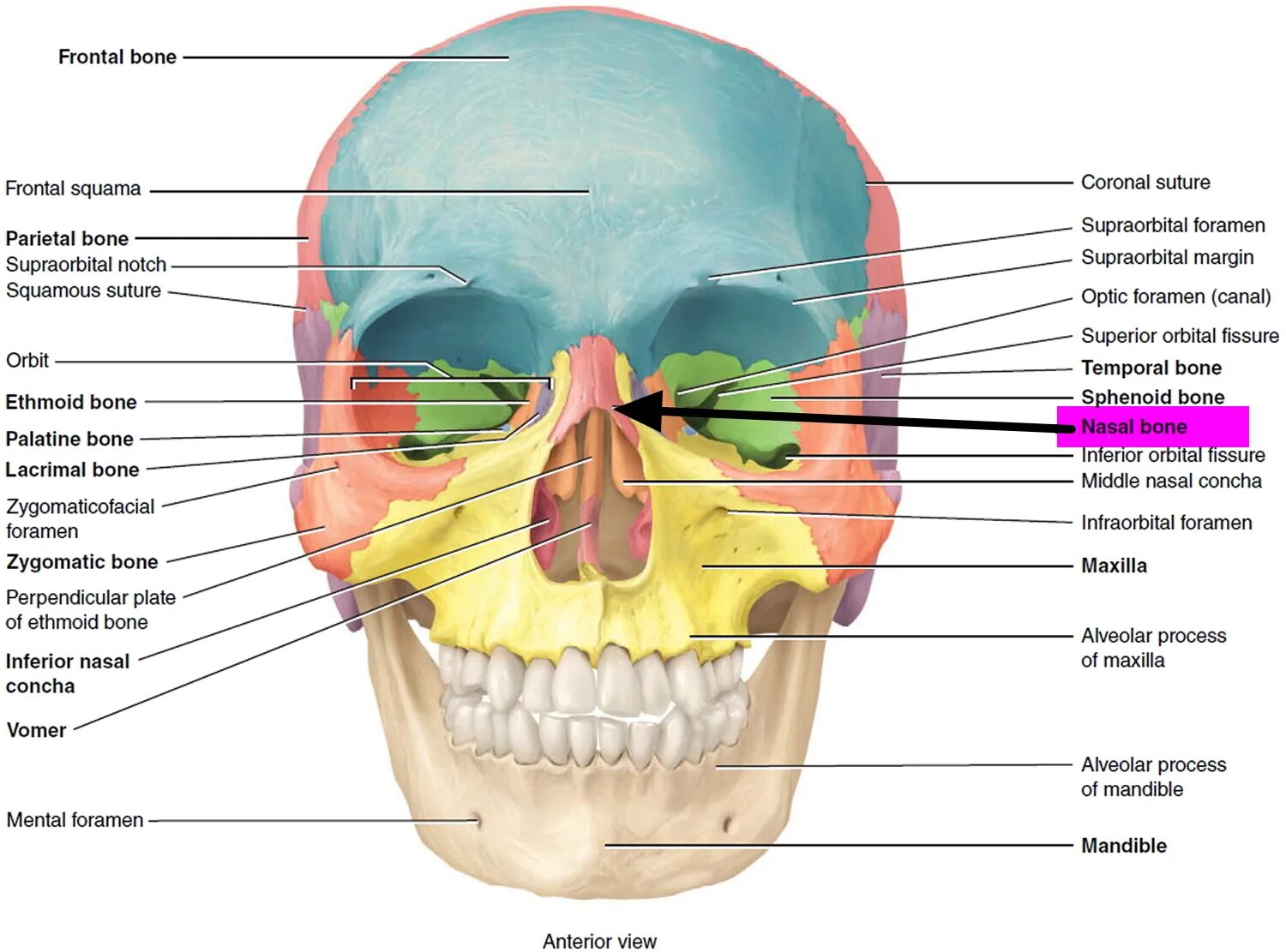 Cranium анатомия. Скуловая кость черепа анатомия. Орбитальная кость черепа человека. Топография лицевого черепа.