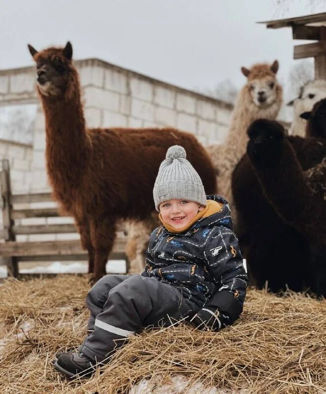 Ферма капри таруса альпаки. Ферма капри калужская область. Альпака в лимпопо. Ферма капри. Ферма капри елена фролова.