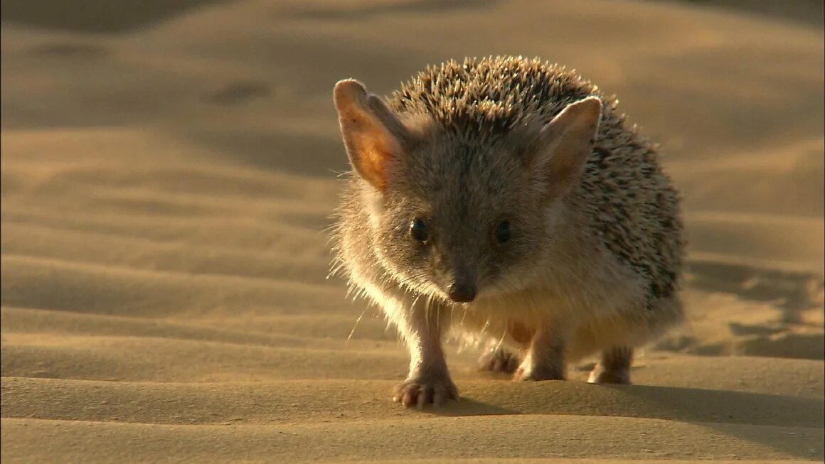 Ёж ушастый (лат. Животное пустыни ушастый еж. Ушастый ёж в пустыне. Ушастый ёж. Пустынный ежик.