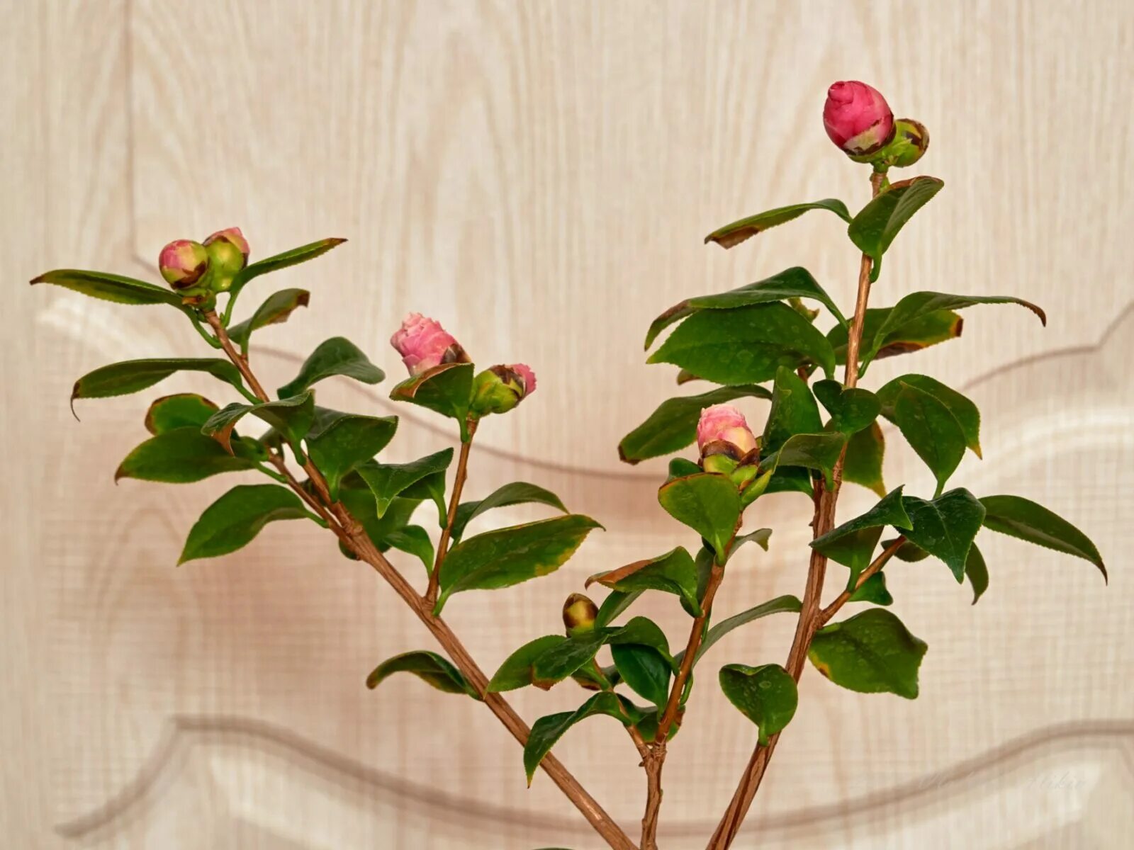 Камелия масличная Олина. Camellia reticulata. Камелия в горшке. Обрезка камелии. Камелия условия выращивания