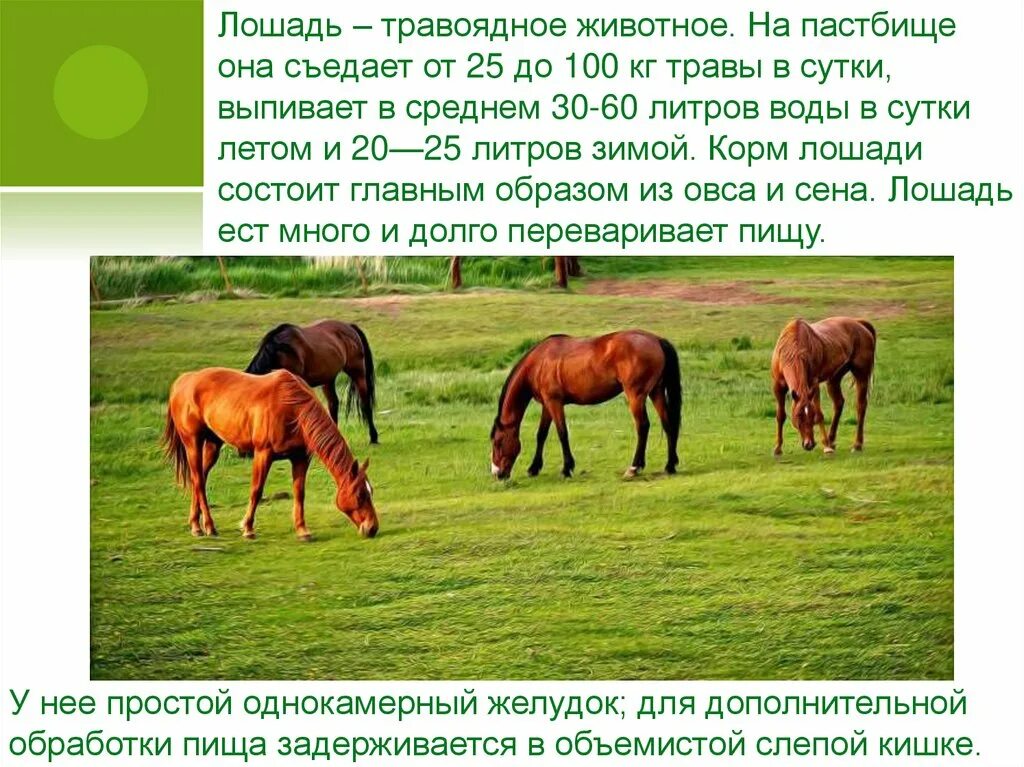 Сколько лошадей в 6. Травоядные животные лошадь. Лошадь травоядное животное. Семейство Лошадиные представители. Лошади пастбище преобладают в.