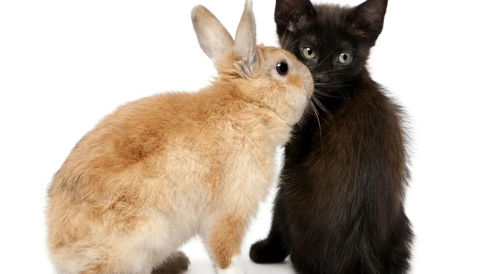 Зайчик и котенок. Кот и кролик. Кролик и кошка. Коты и зайцы. Котята и крольчата.