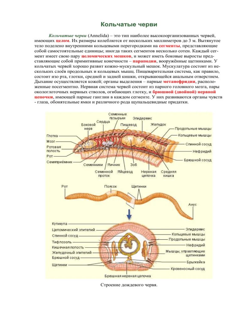 Кольчатые черви половая. Особенности строения половой системы кольчатых червей. Целомический мешок у кольчатых червей. Строение кишечника кольчатых червей. Кольчатые черви половая система.